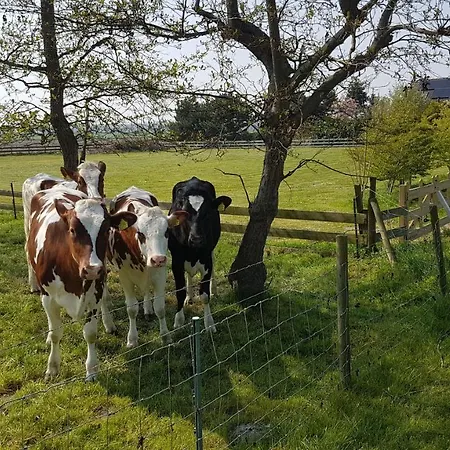 De Zandgors